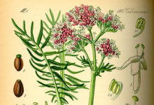 valeriana